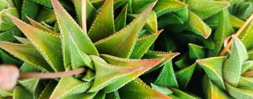 Il cespuglietto succulento 