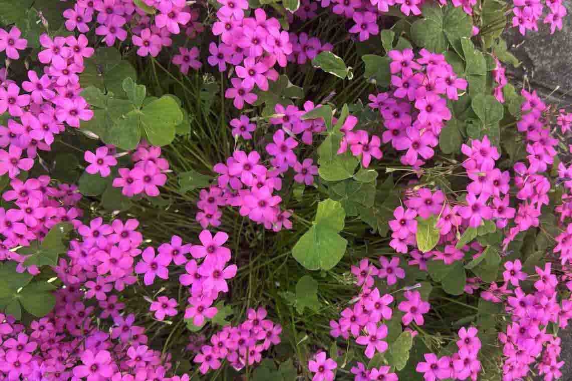 L’uomo e la nuvola di acetosella rosa