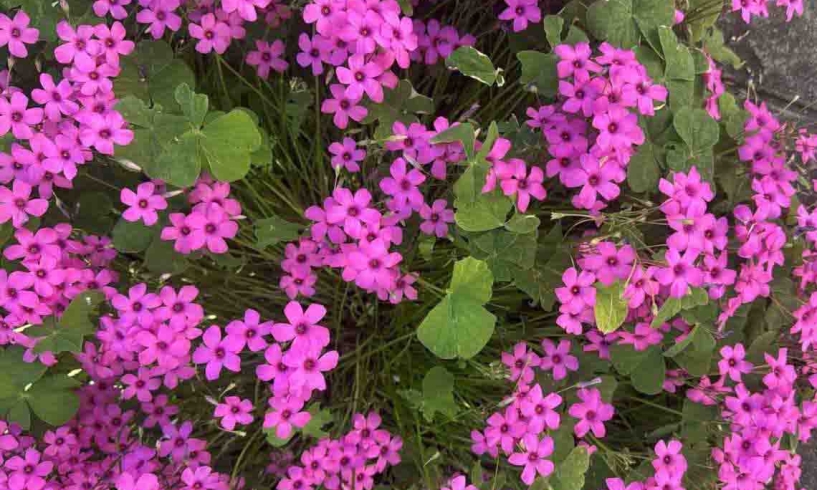L’uomo e la nuvola di acetosella rosa
