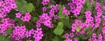 L’uomo e la nuvola di acetosella rosa