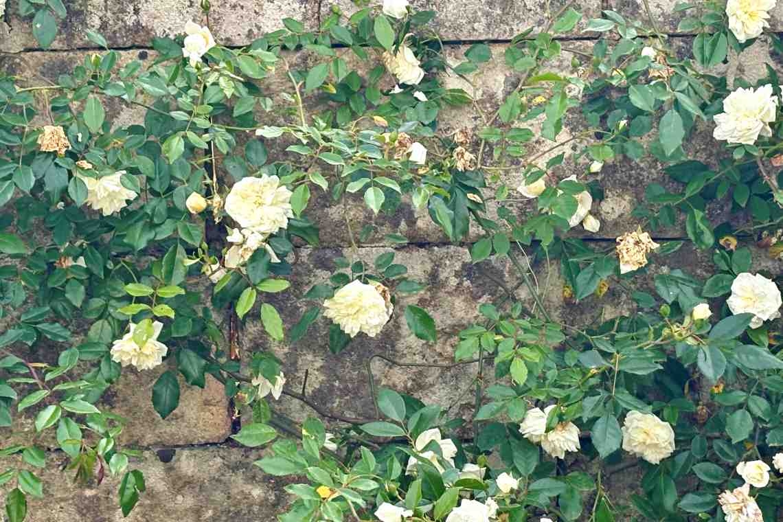 Maggio, di rose e versi della sera