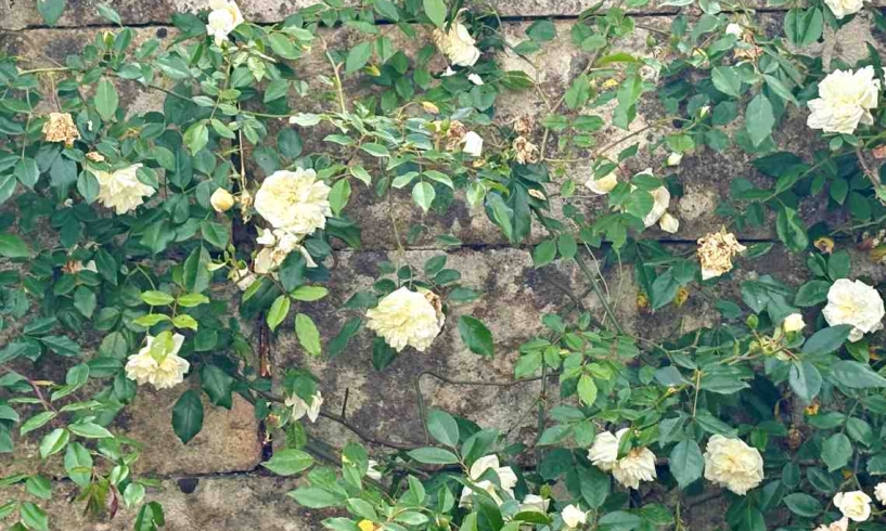 Maggio, di rose e versi della sera
