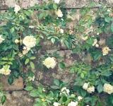 Maggio, di rose e versi della sera