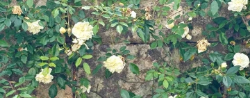 Maggio, di rose e versi della sera