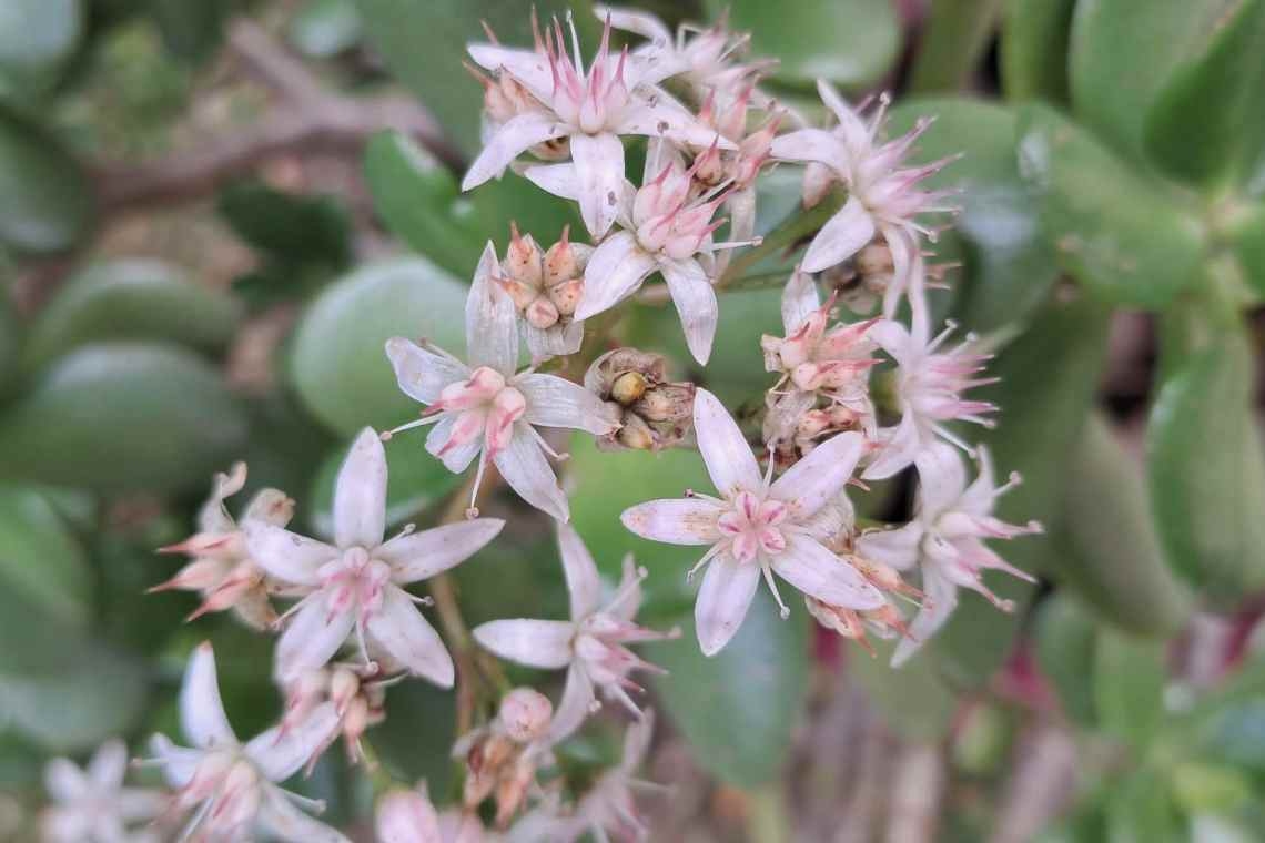 Crassula ovata, sorriso e prosperità