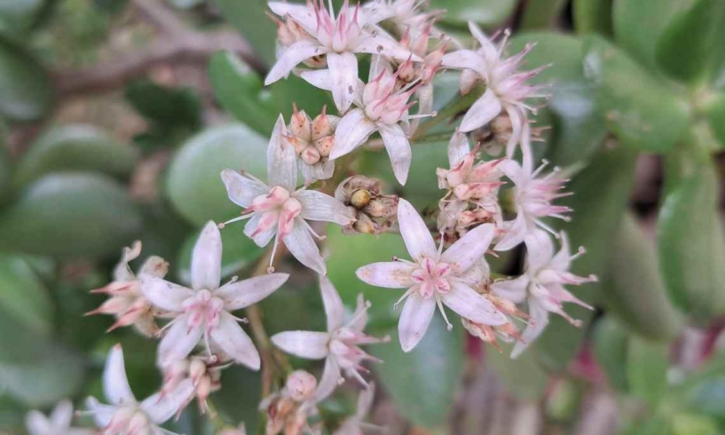 Crassula ovata, sorriso e prosperità