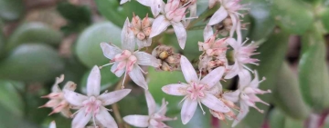 Crassula ovata, sorriso e prosperità