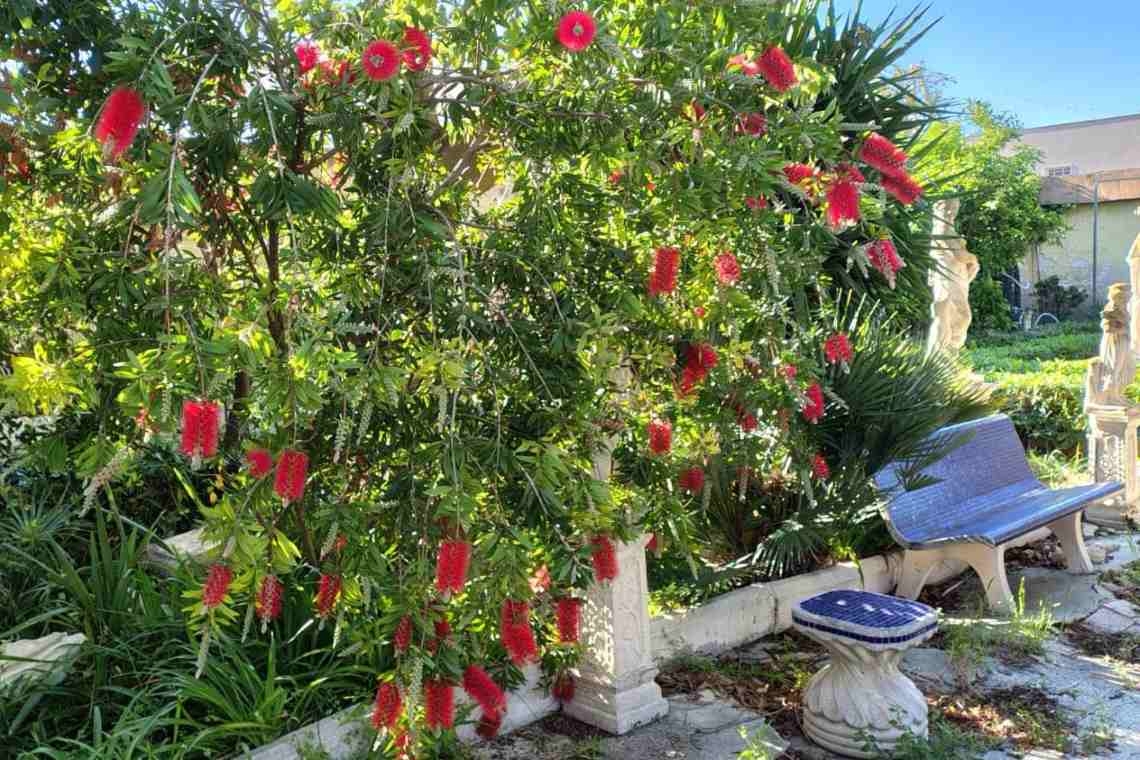 Callistemon