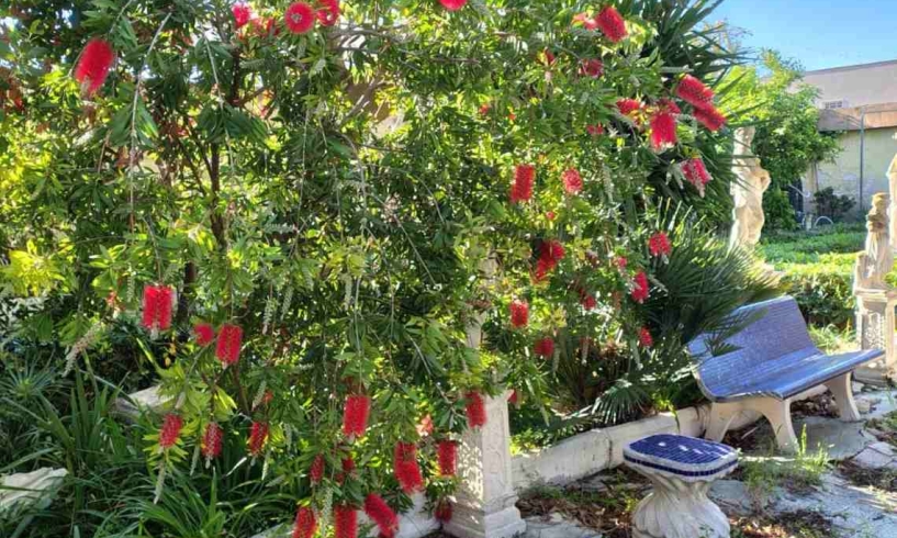 Callistemon