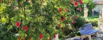 Callistemon