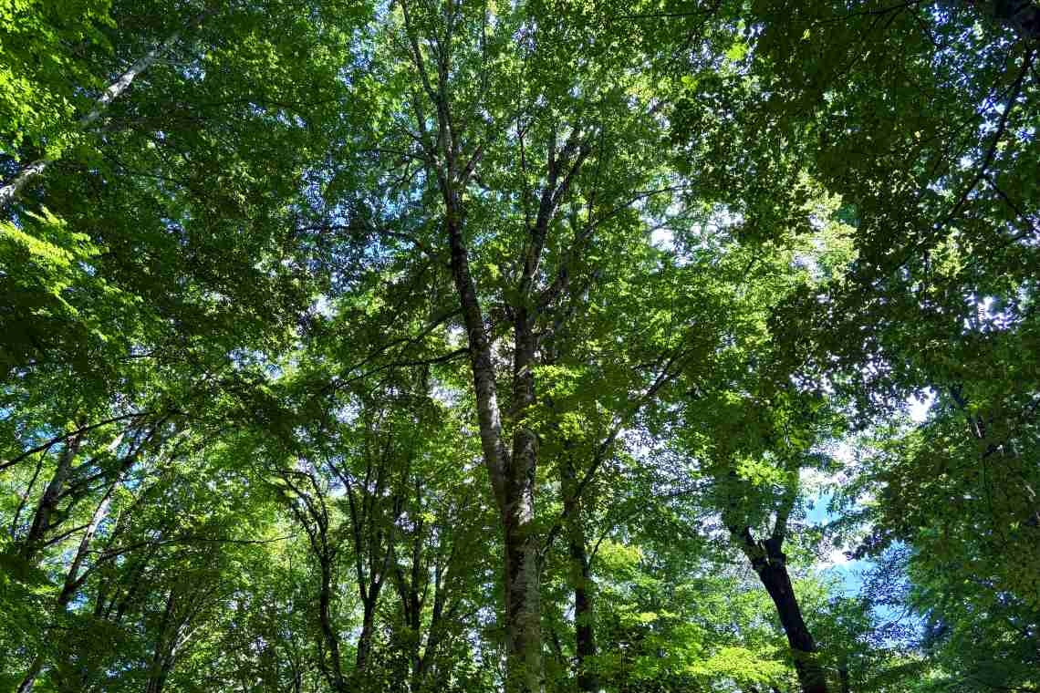 Un bagno nella foresta