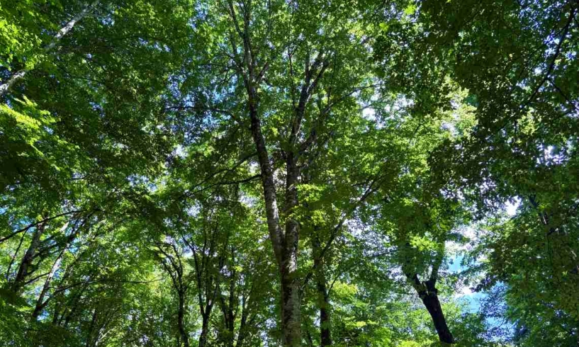 Un bagno nella foresta