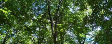 Un bagno nella foresta