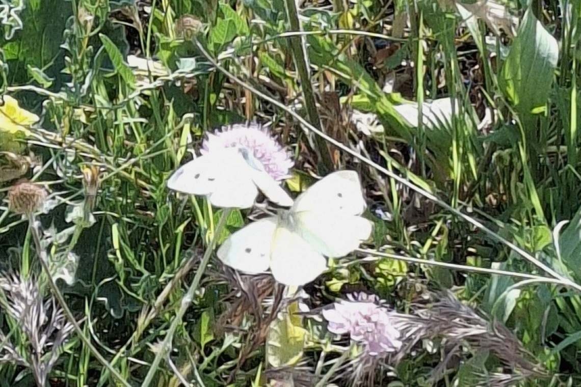Farfalle bianche