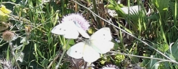 Farfalle bianche