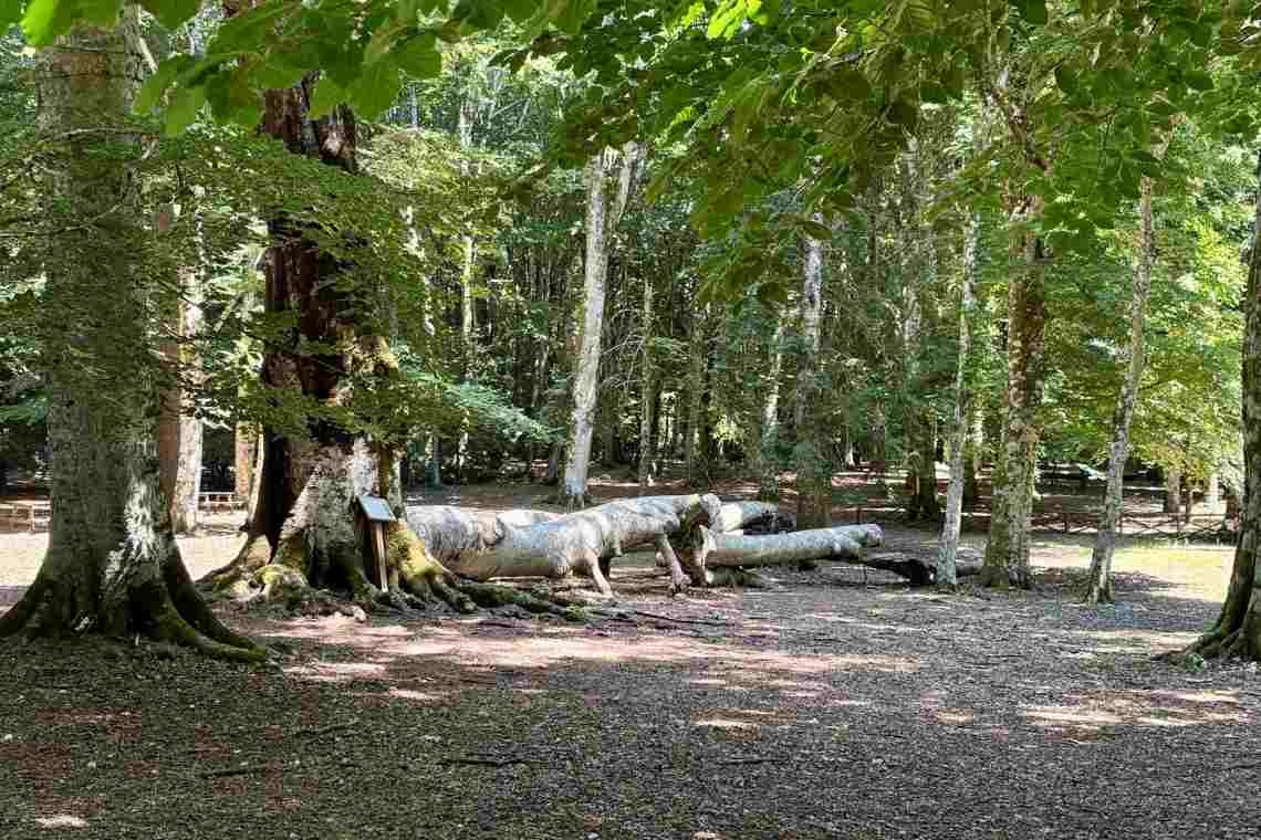 Nella foresta, pausa per respirare