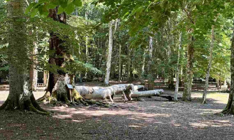 Nella foresta, pausa per respirare