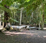 Nella foresta, pausa per respirare