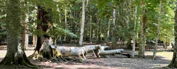 Nella foresta, pausa per respirare