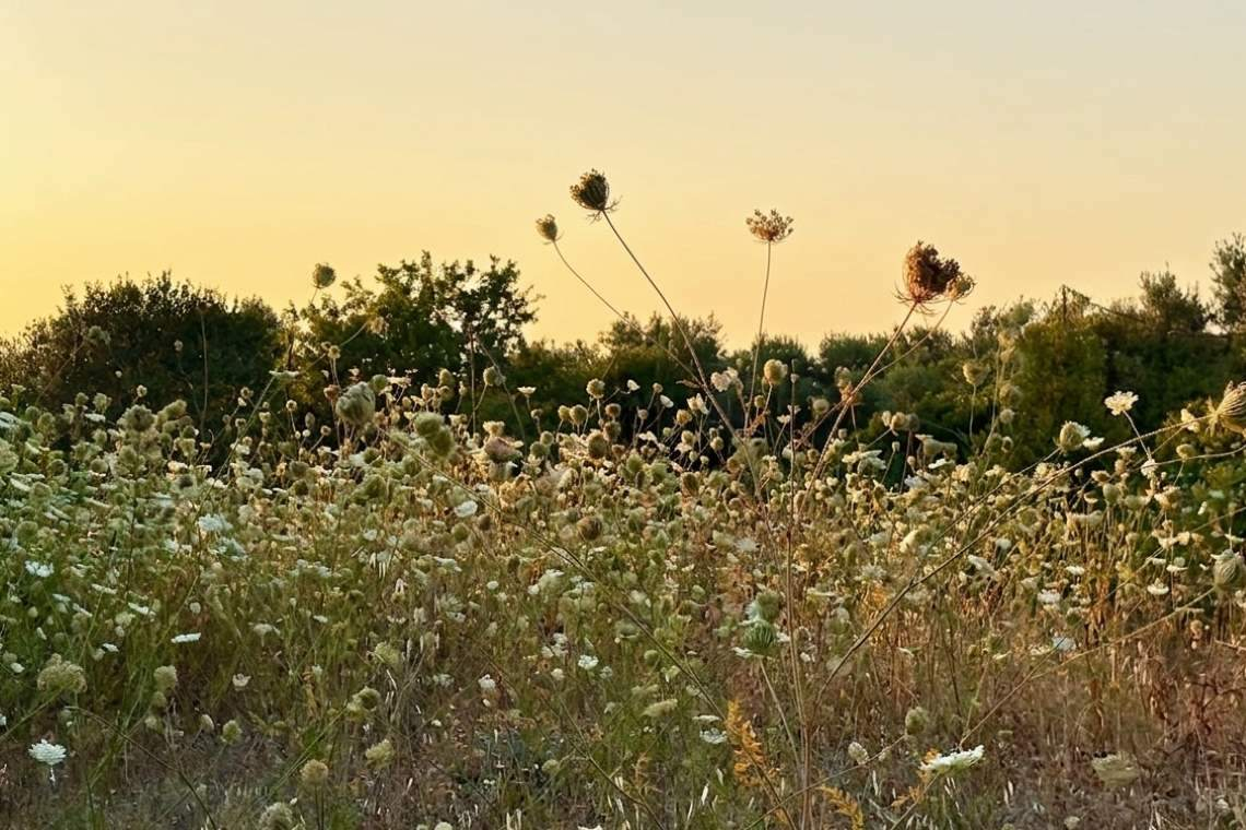 Un campo che danza