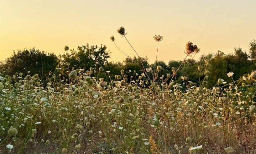Un campo che danza