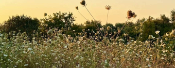 Un campo che danza