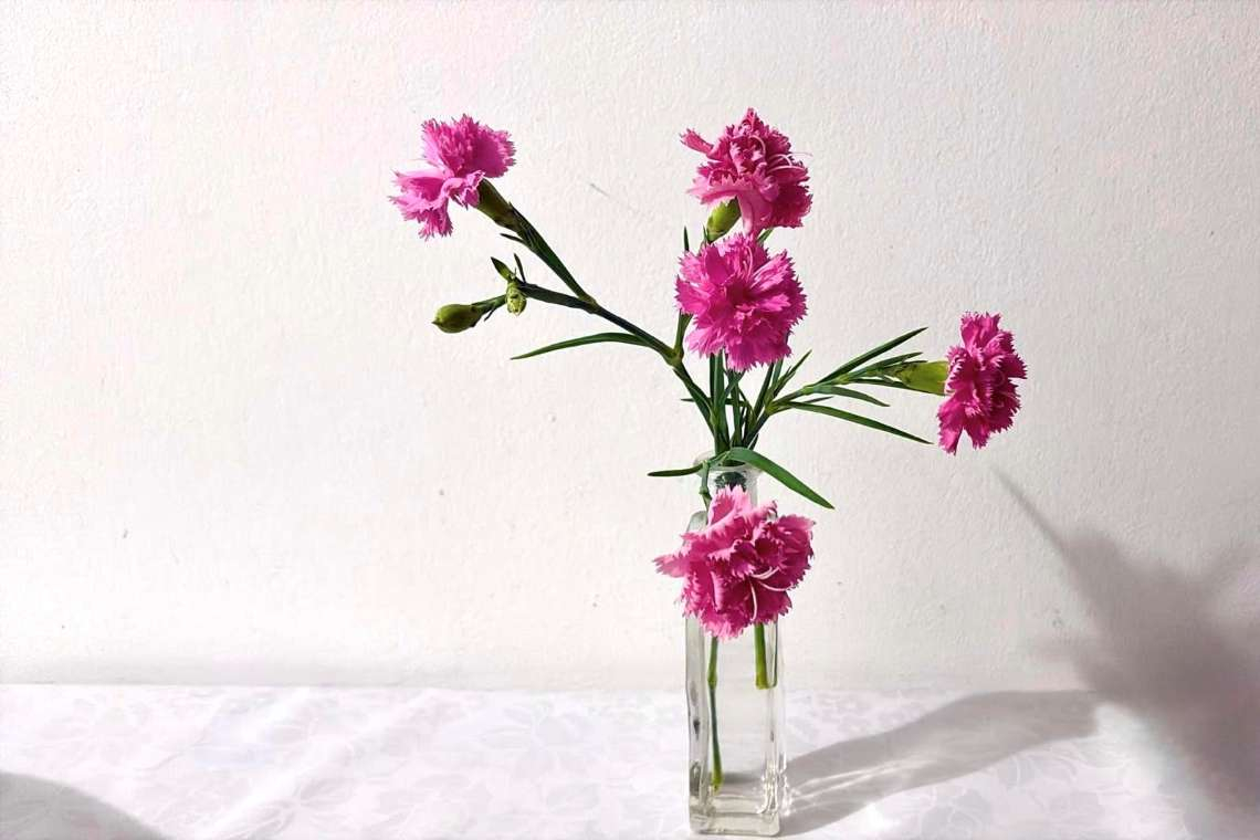 Garofano, resistenza e bellezza