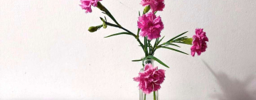 Garofano, resistenza e bellezza
