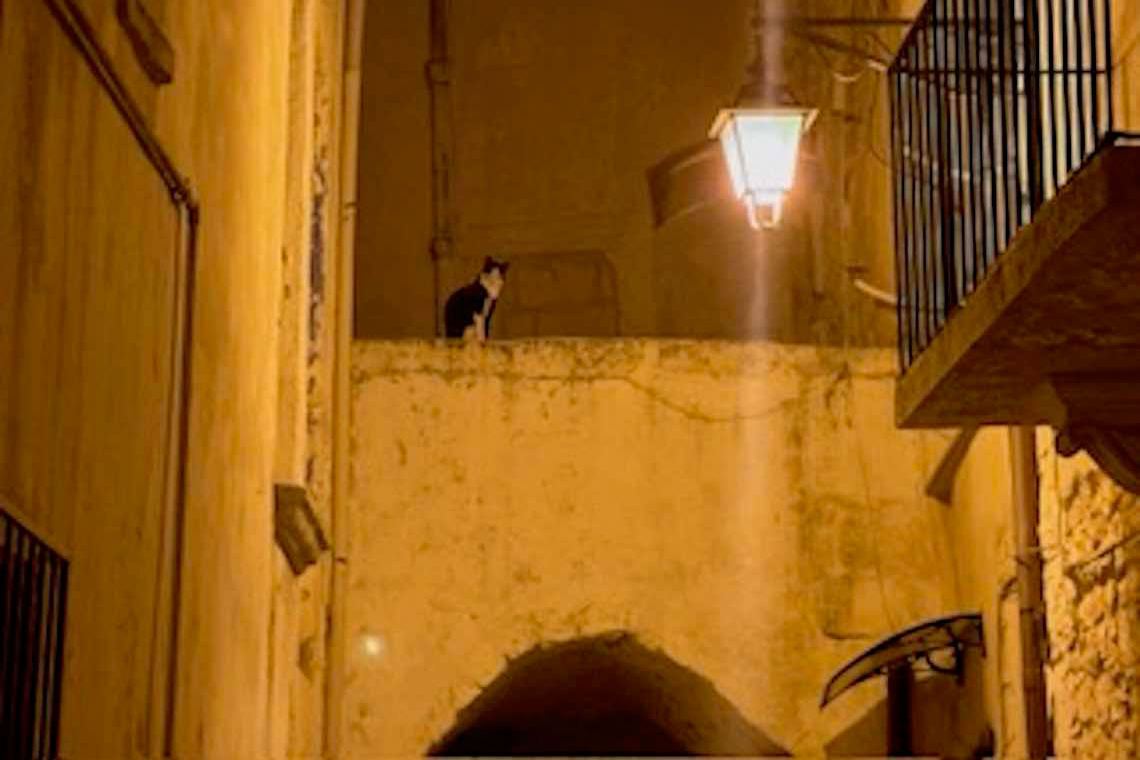 Una notte d'autunno un gatto