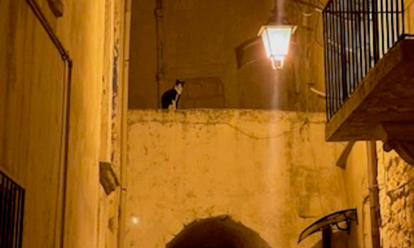 Una notte d'autunno un gatto