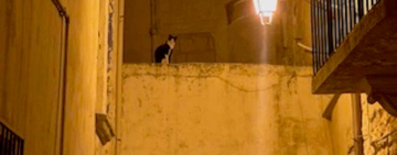 Una notte d'autunno un gatto