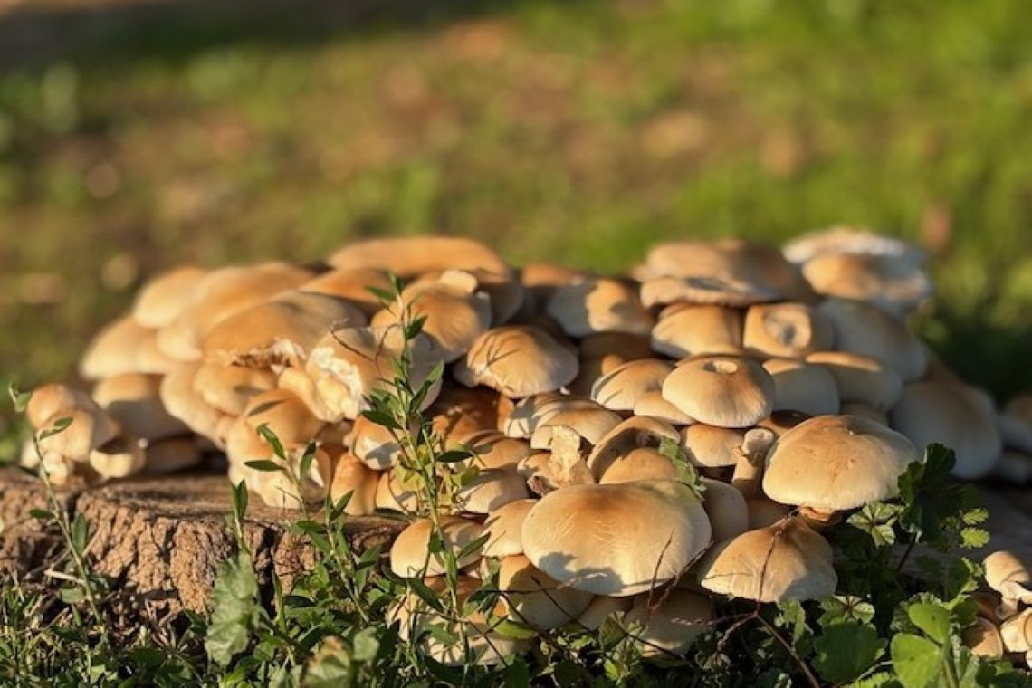 Elegia d’autunno
