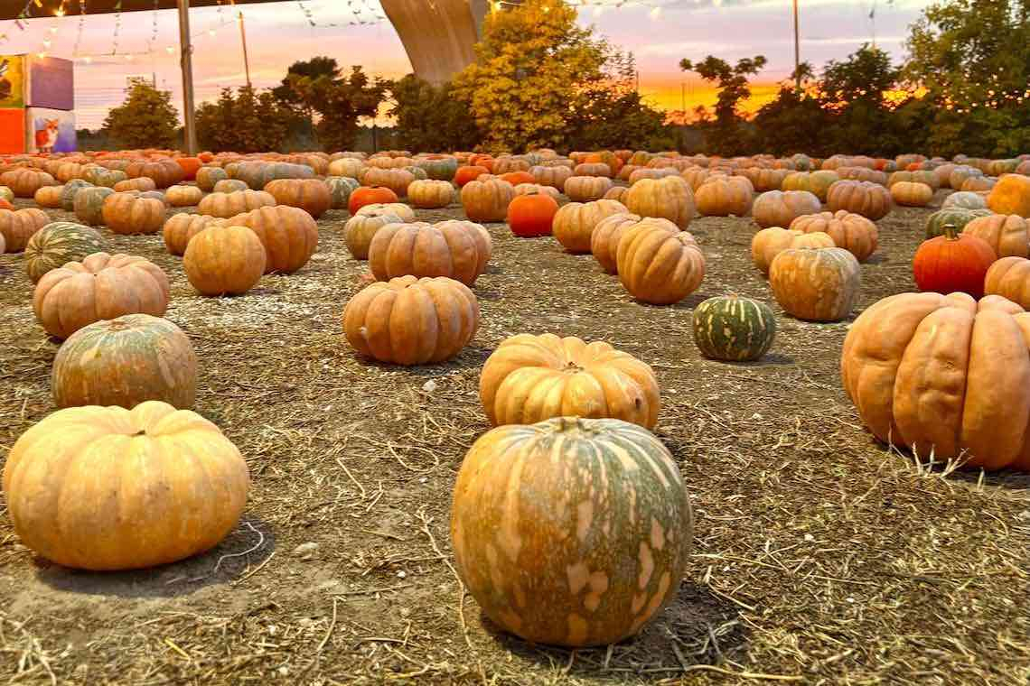 Una passeggiata in un campo di zucche